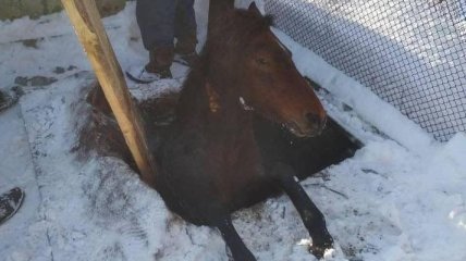 На Львовщине спасли коня, который упал в канализационную яму 