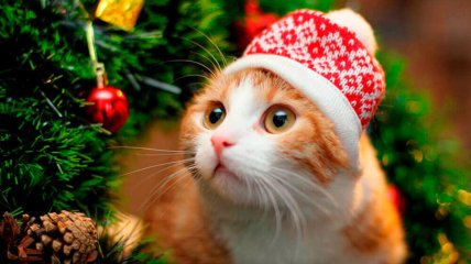 Всім відомо, що найкраща прикраса новорічного дерева — це кіт.