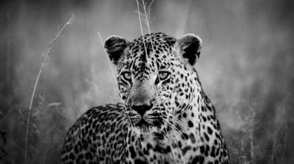 Животные Африки на потрясающих черно-белых снимках (Фото) 
