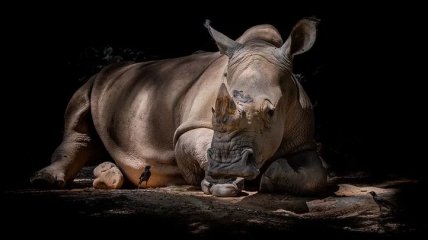 В Танзании скончался самый старый носорог в мире