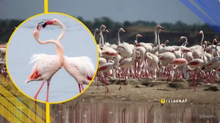 Фламинго на лиманах