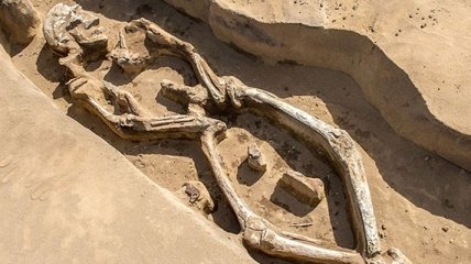 На Дальнем Востоке нашли "танцующий" скелет