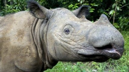 Последний в Малайзии суматранский носорог скончался от рака (Фото)