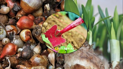 Октябрь - время садить тюльпаны, гиацинты, мускари, нарциссы, крокусы