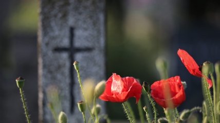 Неприхотливые цветы для кладбища