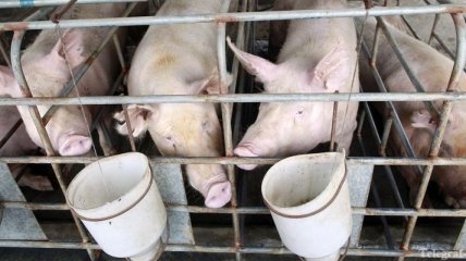 Африканская чума свиней уже добралась до Московской области