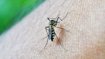 ТОП 7 нетривиальных способов избавиться от следов укуса комаров