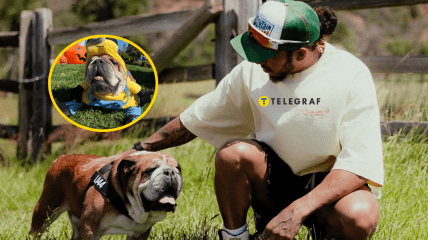 Льюїс Гамільтон повідомив про смерть свого бульдога Роско