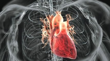 Методы укрепления сосудов сердца 