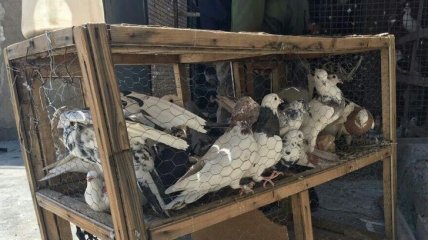 В Иране полиция изъяла голубей-наркодилеров 
