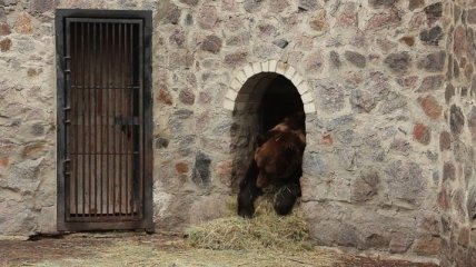 Теплая зима: в харьковском зоопарке на месяц позже легли в спячку медведи