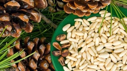 Диетологи рассказали о лечебных свойствах кедровых орешков