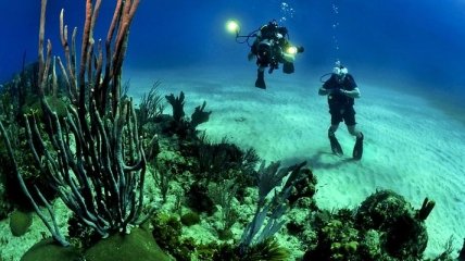 Ученые открыли новый вид кораллов 