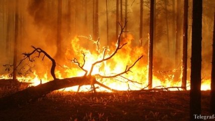 "Вашингтонський обком працює": в РФ в лісових пожежах звинуватили США