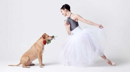 Dancers & Dogs: забавная фотосессия, где собаки танцуют лучше балерин