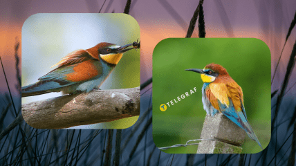 Колаж "Телеграфу"