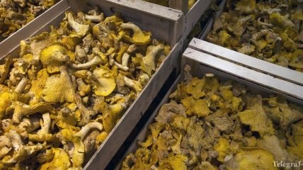 В Черкасской области 8 человек отравились грибами