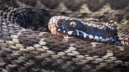 Гадюка степова/ Igor Chervonenko