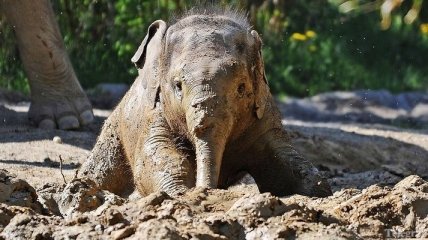 В Кении из ловушки спасли слоненка