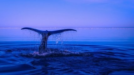 С начала июня вымерло два процента северных гладких китов