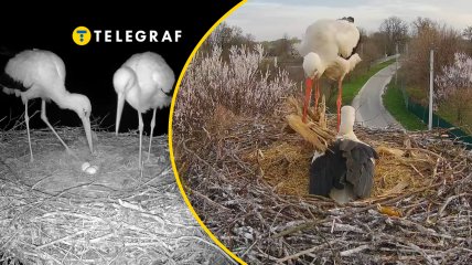 Грицик та Одарка