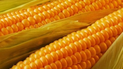 Украина наращивает экспорт кукурузы 