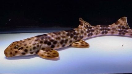 "Шагающие" акулы оказались венцом эволюции (Видео)