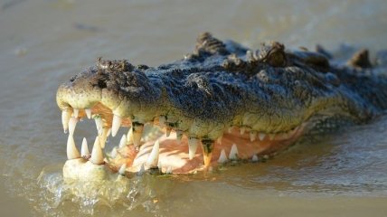 Когда рыбалка пошла не по плану: в Австралии мужчина "поймал" удочкой крокодила (Видео)
