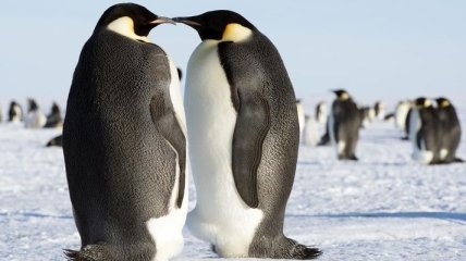 Императорские пингвины могут исчезнуть