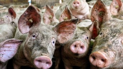 АЧС на Львовщине: тысячи свиней пришлось утилизировать