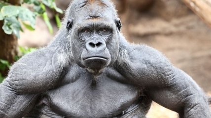 Доказано, что гориллы ухаживают за мертвыми сородичами