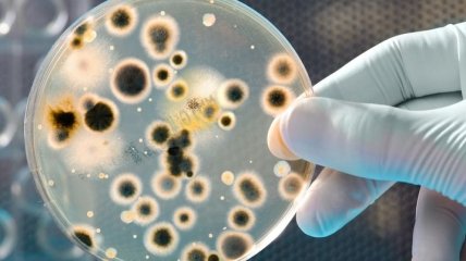 Какие микробы могут убить полезные бактерии
