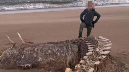 У Шотландії знайшли скелет невідомої морської істоти