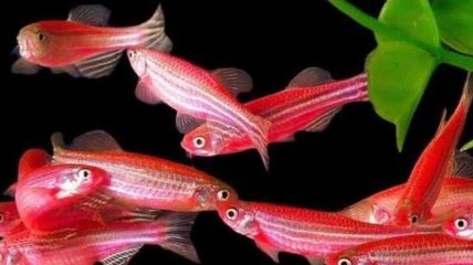 Ученые обнаружили неуловимых рыб, способных защищаться от хищников