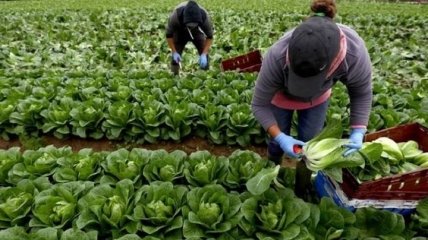 Польща дозволила українським заробітчанам працювати в агросекторі й під час обсервації