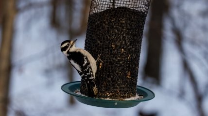Узнайте, как правильно кормить птиц зимой