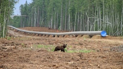 В РФ ищут медведя, у которого застряла канистра на голове