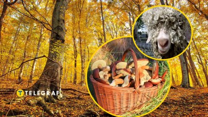 Гриб-баран растет в Украине