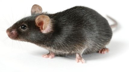 Ученые-мужчины вызывают у мышей стресс