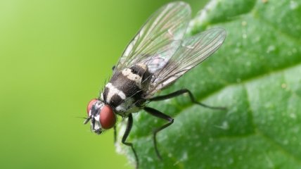 Проверенный метод борьбы с комнатными мухами