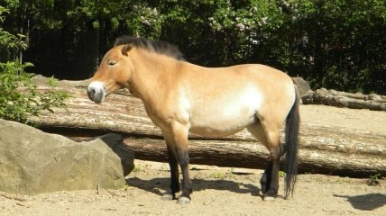 В  дикую природу будет возвращена лошадь Пржевальского