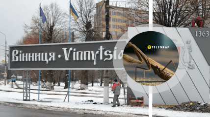 Богомол в Виннице