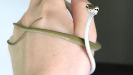 Забавные снимки очаровательных змей, которые такие же милые, как котики (Фото) 
