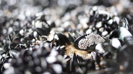 В Новой Зеландии сотни тысяч мидий "сварились" из-за повышения температуры океана