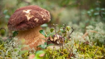 Ребенок и трое взрослых отравились грибами