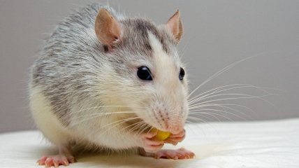 Крысы плохо переносят некоторые запахи