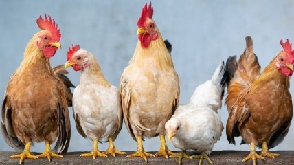 Цены на мясо птицы за год подешевели на 13,5%