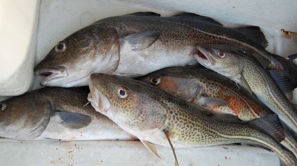 Глобальное потепление наносит ущерб рыбным промыслам трески в Аляске