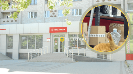 Рудий кіт на Новій пошті