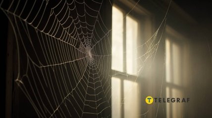 Пауки не считаются чем-то плохим